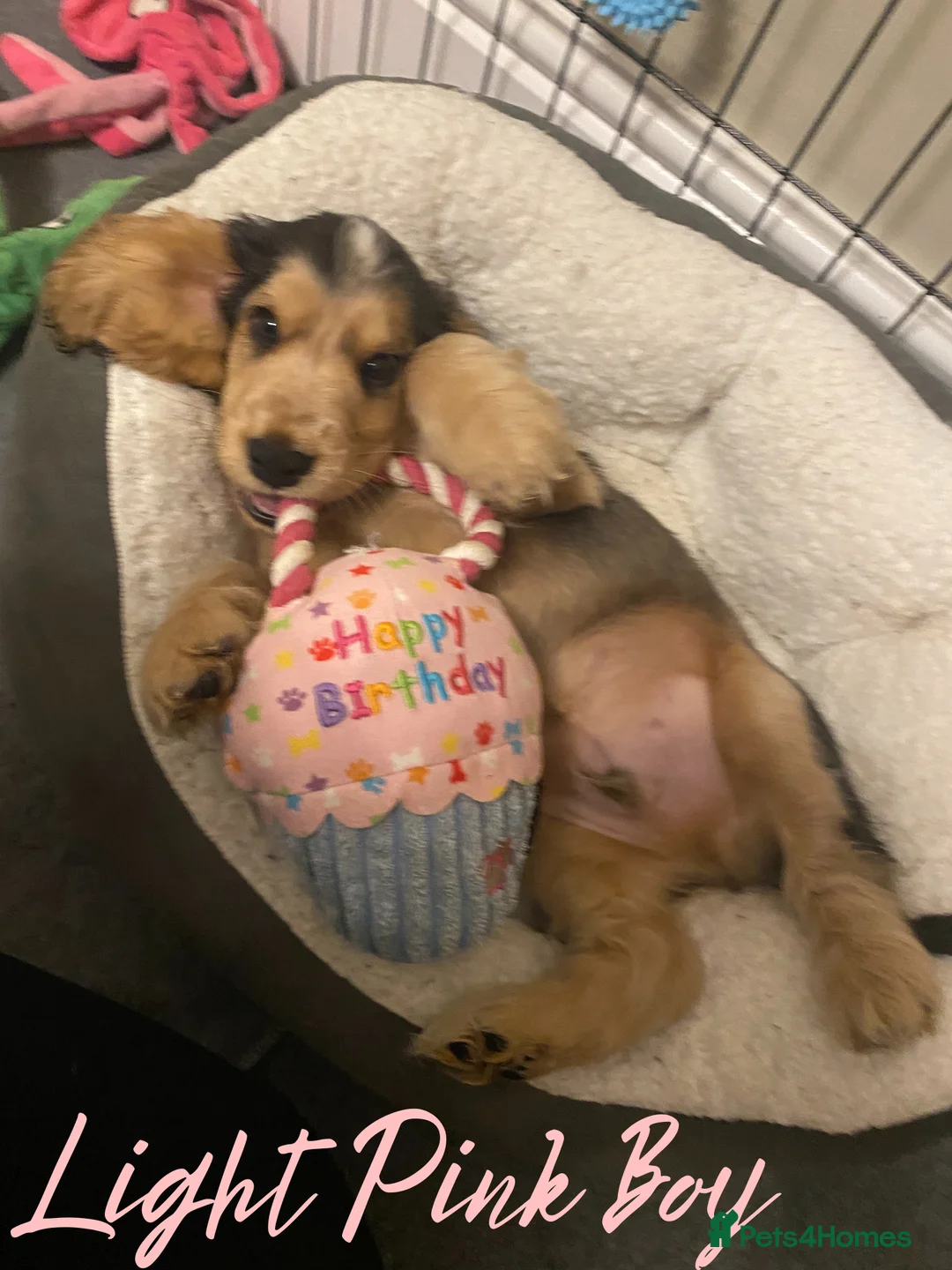 Cocker Spaniel dogs for sale: Stunning Litter of Show Cocker Spaniels  - Advert 25