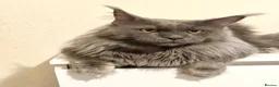 Maine Coon cats for stud: Proven Stud - Champion Lines - Blue Smoke - Advert 2