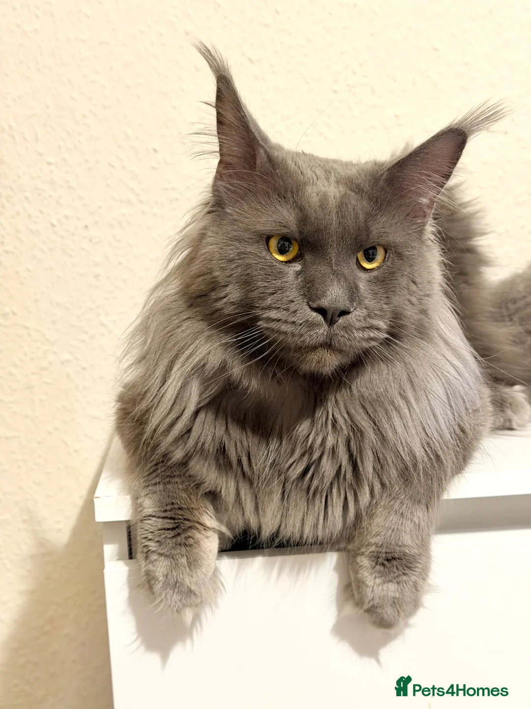 Maine Coon cats for stud: Proven Stud - Champion Lines - Blue Smoke - Advert 2