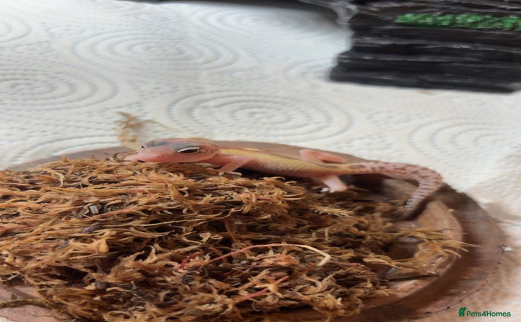 Gecko reptiles - Advert 3