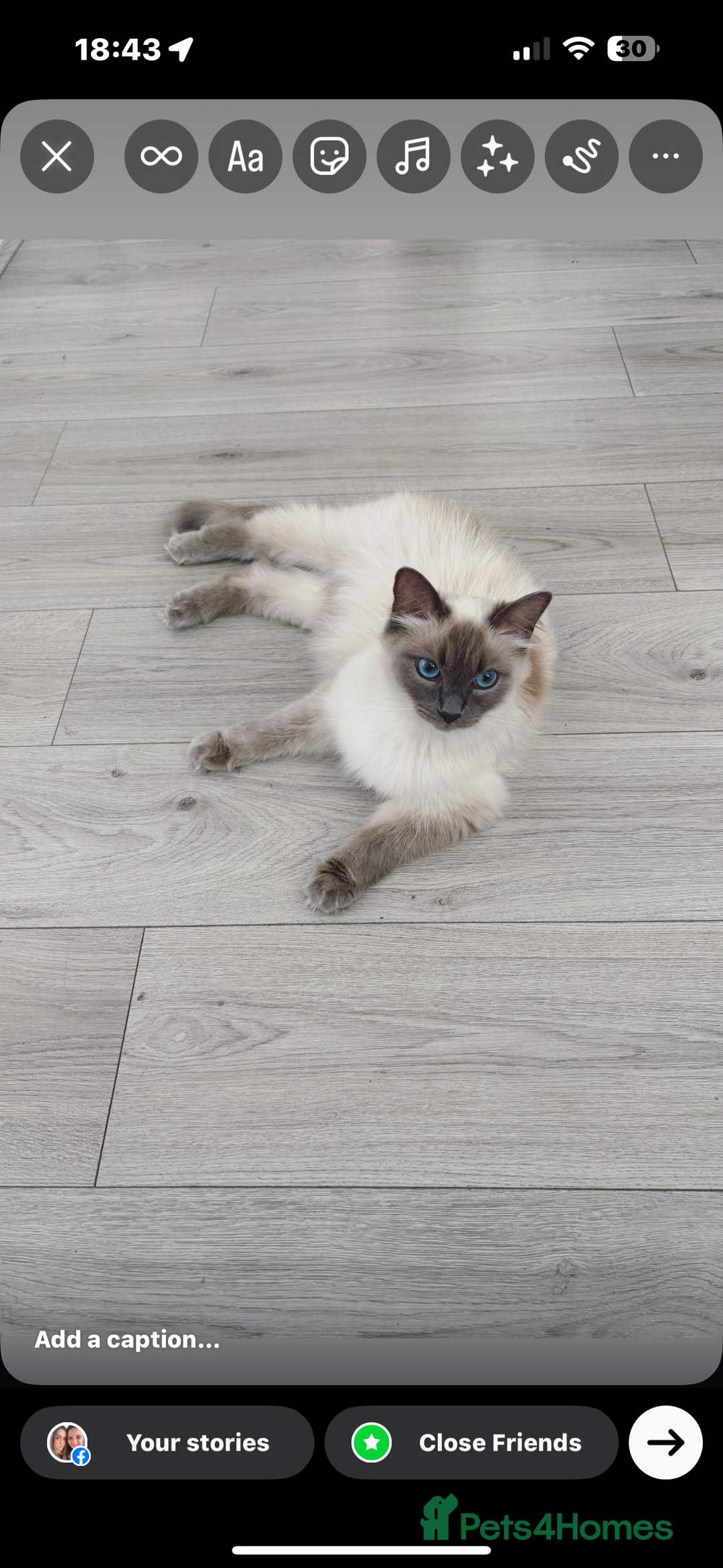 Ragdoll cats for sale: 3 male and 3 female kittens.  - Image 5