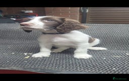 English Springer Spaniel dogs for sale: Cracking springer spaniel puppies  - Advert 1