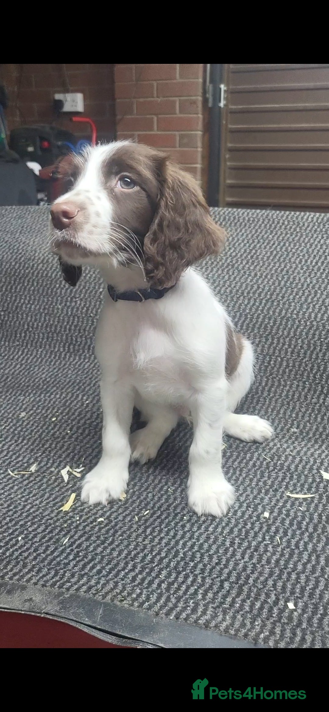 English Springer Spaniel dogs for sale: Cracking springer spaniel puppies  - Advert 1