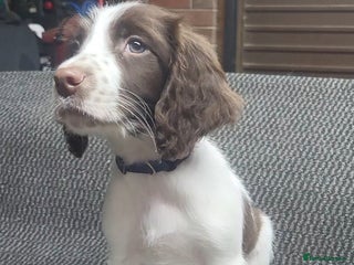 English Springer Spaniel dogs Cracking springer spaniel puppies - Advert 2
