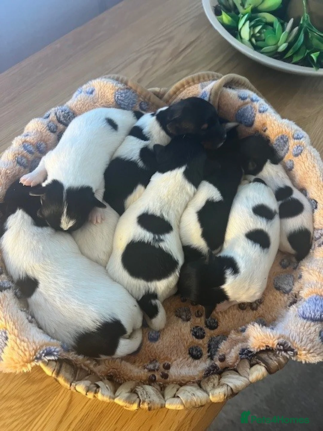 Jack Russell dogs for stud: Amazing Jack Russell for stud - Advert 4