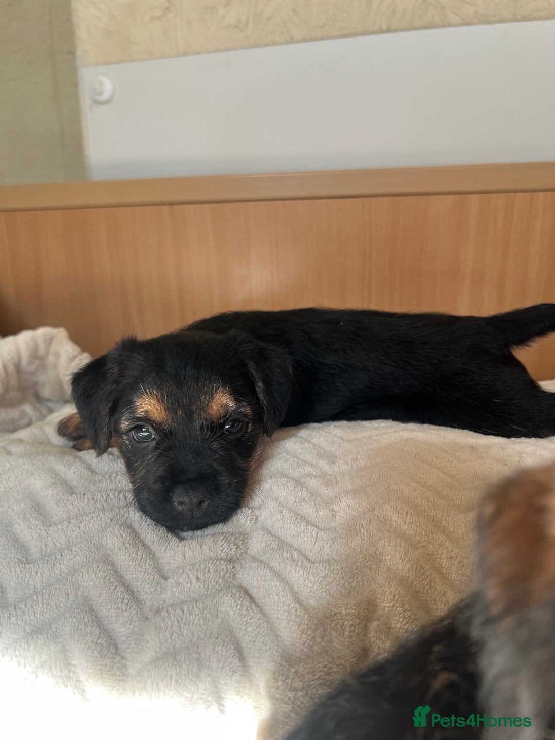 Border Terrier dogs for sale: Border Terrier Puppies - Ready now 🐾  - Image 16