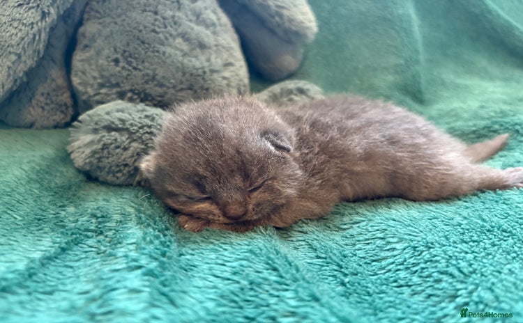 British Shorthair cats - Advert 10