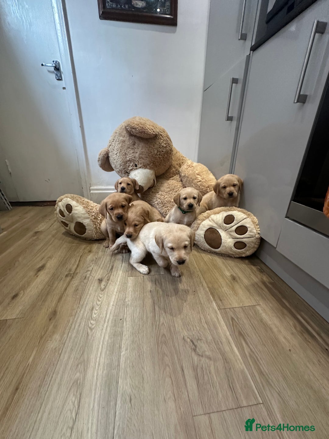 Labrador Retriever dogs for sale: My lovely Labrador puppies - Image 7