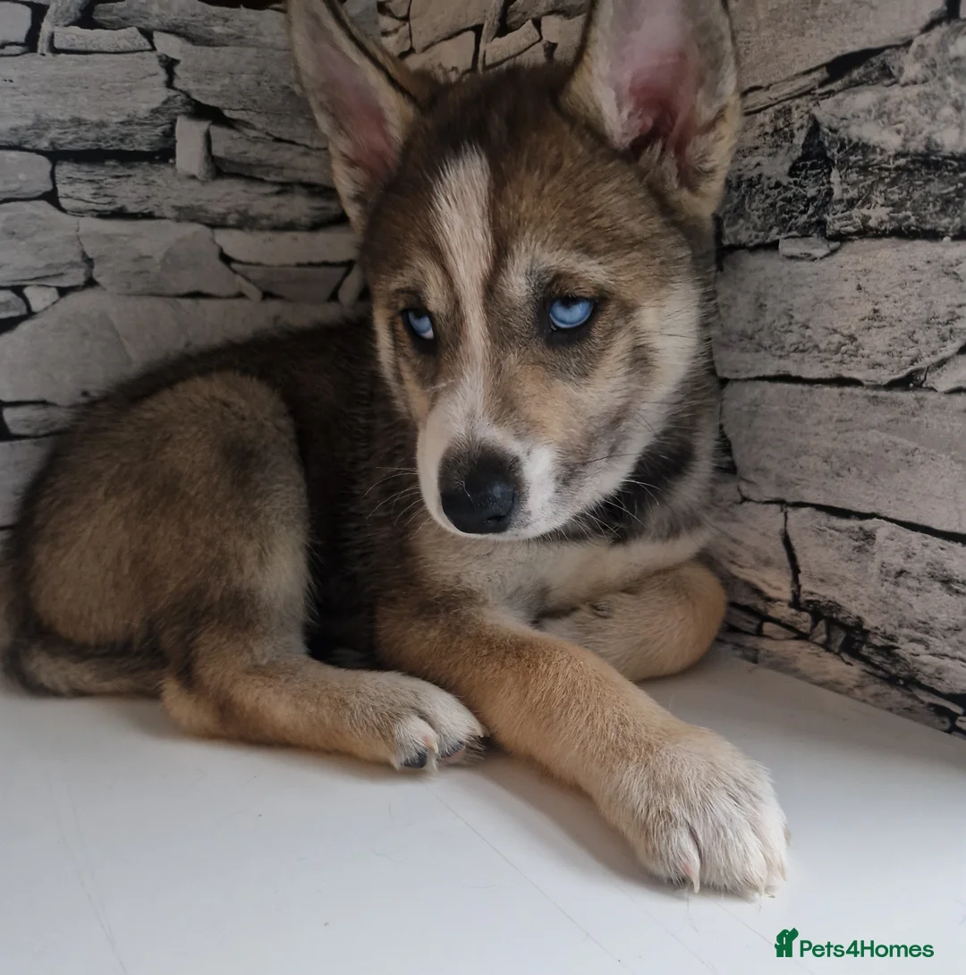 Siberian Husky dogs for sale: 1 beautiful girl left ❤️ ready now  - Advert 2