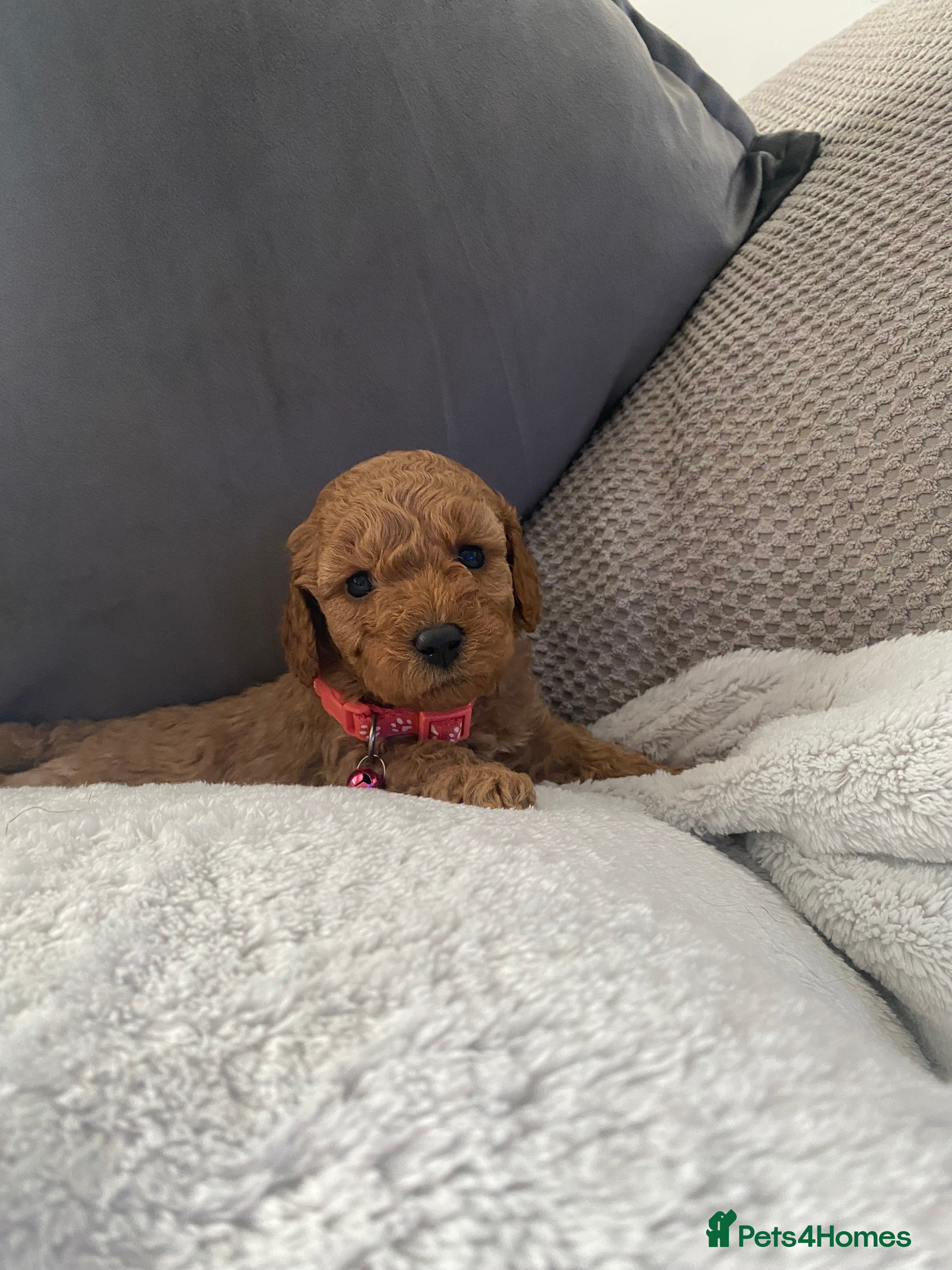 Cavapoo dogs Stunning F1B health tested Cavapoo’s  - Advert 2