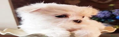 Maltese Puppy 3