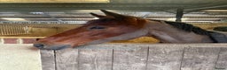 Other Breed horses for sale: Looking for companion home/broodmare - Advert 3