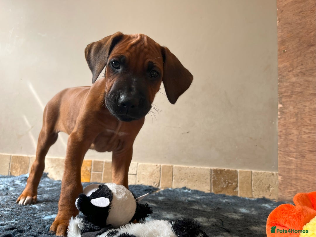 Rhodesian Ridgeback dogs for sale: Ridgeback: Chunky, Large Paws and Full Ridges  in Buckley - Image 18