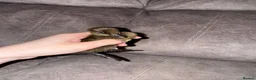 Ducks poultry for sale: Indian Runner Ducklings - rolling advert  - Advert 4