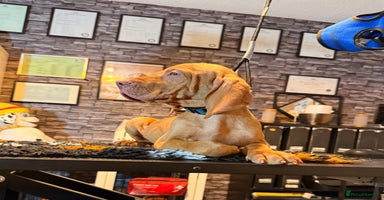 Hungarian Vizsla dogs - Advert 3
