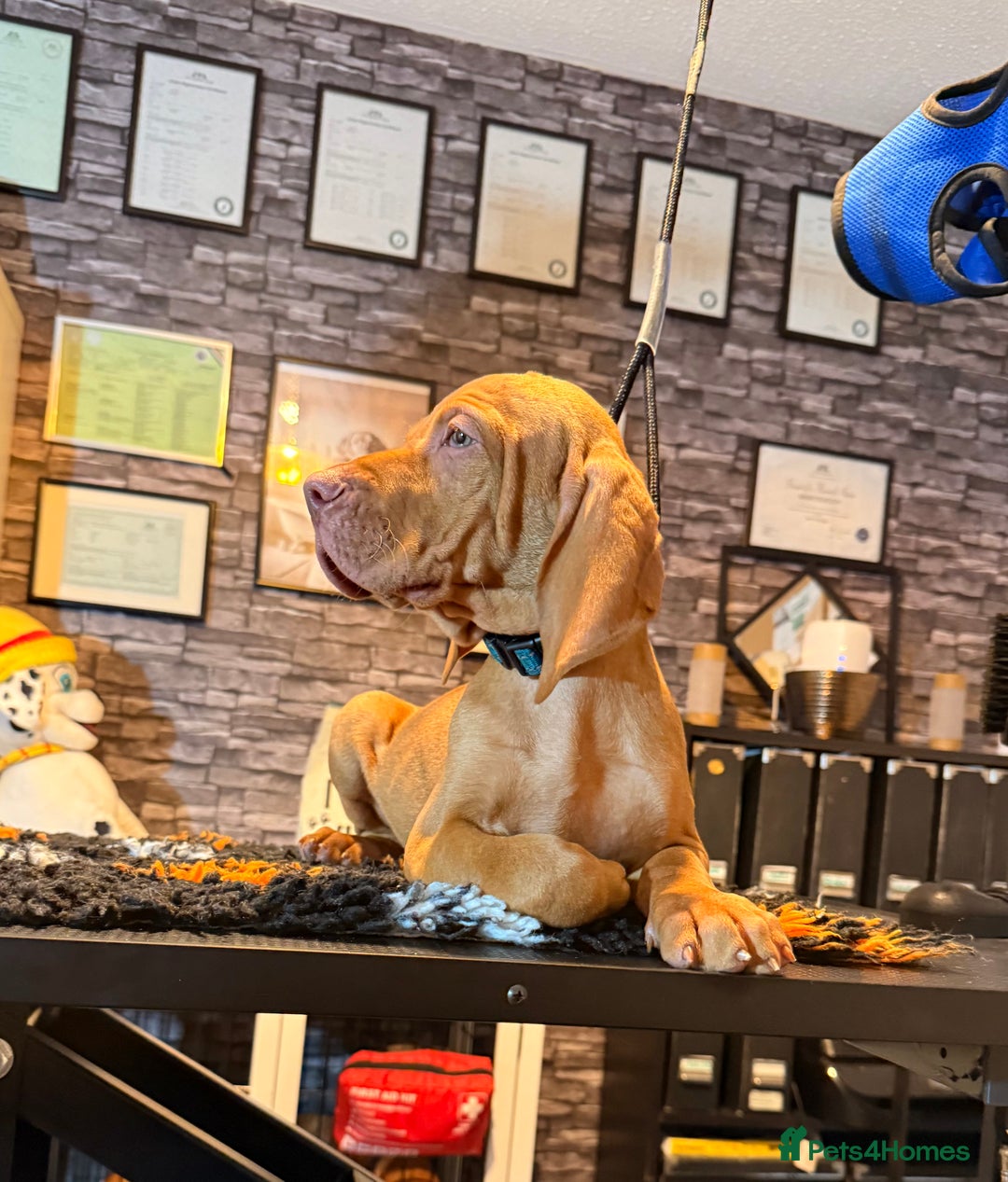 Hungarian Vizsla dogs for sale:   ⚜️Hungarian Vizsla puppies⚜️ - Image 2