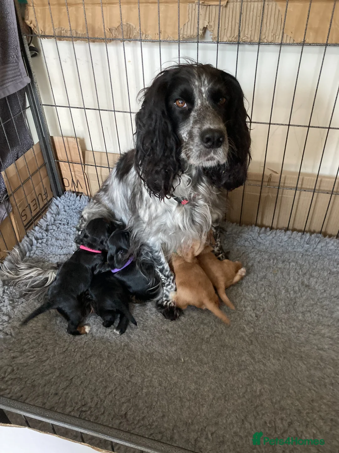 Cocker Spaniel dogs for sale: Cocker spaniel pups - Advert 1