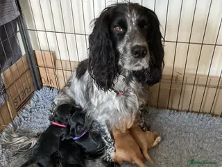 Cocker Spaniel dogs Cocker spaniel pups - Advert 1