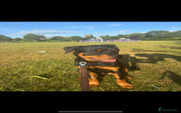 Rottweiler dogs for sale: Loki, Male 8 month rottweiler - Image 3