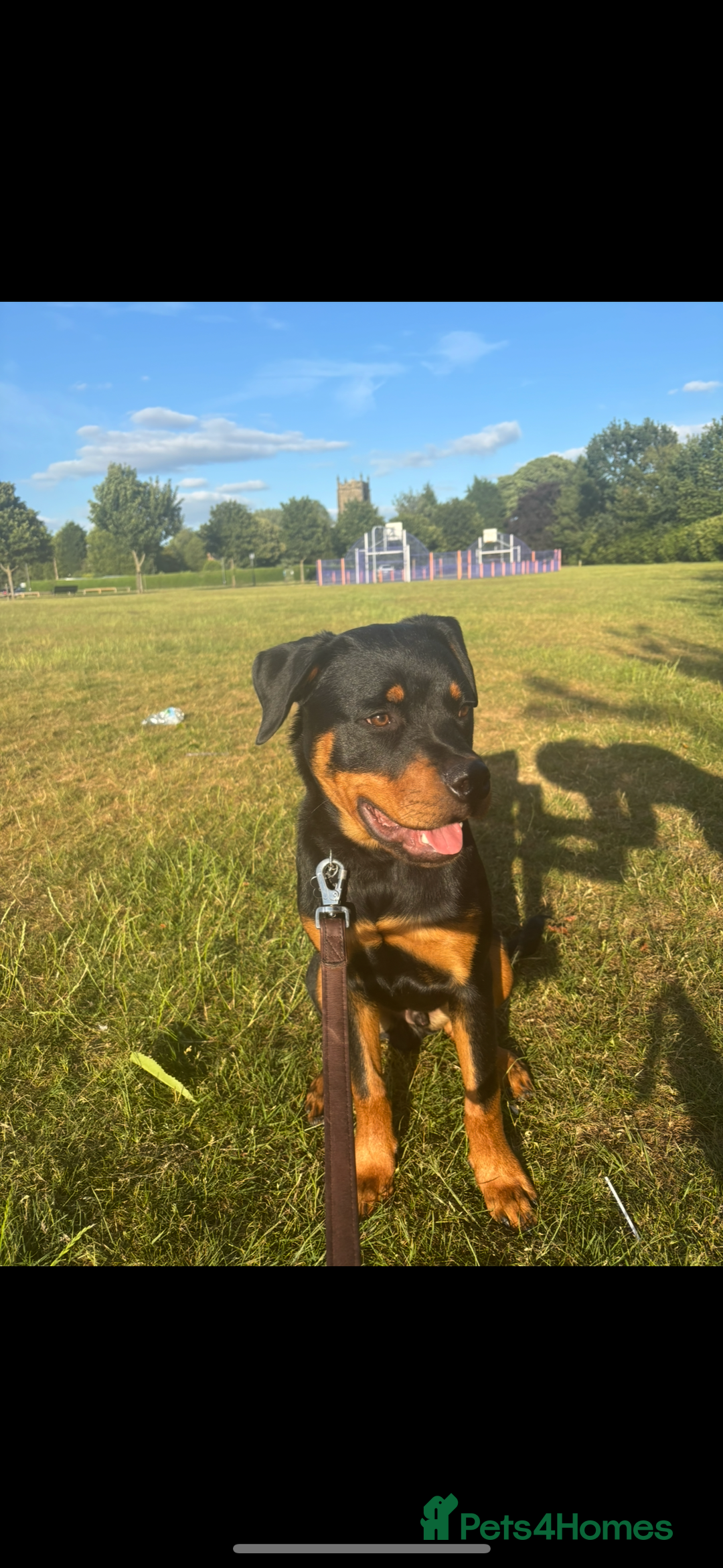 Rottweiler dogs for sale: Loki, Male 8 month rottweiler - Image 3