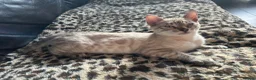 Bengal cats for sale: Supper friendly TICA registered kittens  - Advert 21