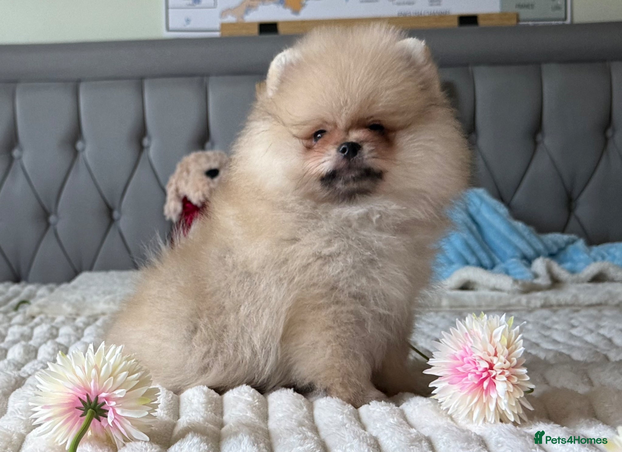 Pomeranian dogs  Rare colour Russian line Teddy Bear Pom Puppies ✨ - Advert 3