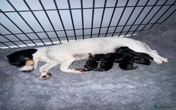 Mixed Breed dogs for sale: Beautiful Jack X Chihuha litter  - Image 2