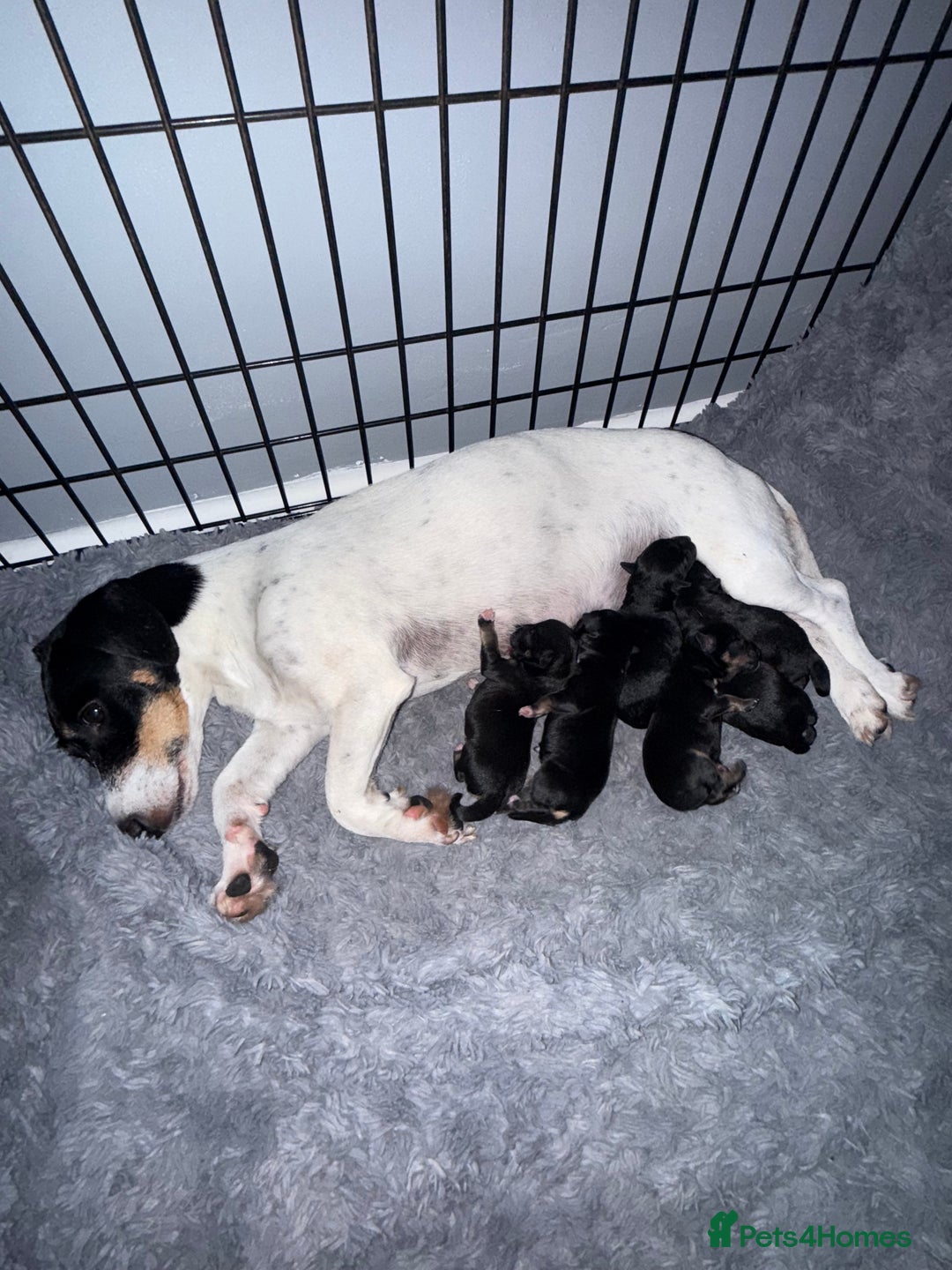Mixed Breed dogs for sale: Beautiful Jack X Chihuha litter  - Image 2