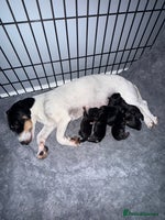 Mixed Breed dogs - Advert 3