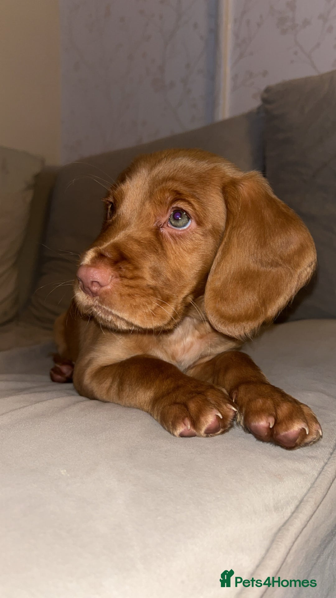 Cockerdor dogs for sale: 10 week old cockerdor  - Advert 3