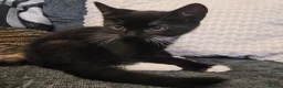 Mixed Breed cats for sale: Kittens for sale  in Gloucester - Advert 5