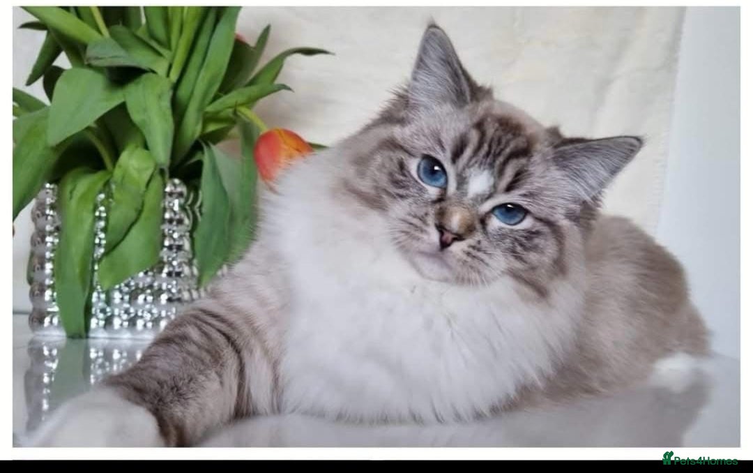 Ragdoll cats for sale: 🩷🐾Tica full Pedigree🐾EU Ragdoll 🐱🐾DNA Clear - Advert 2