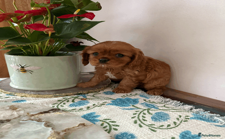 Cavalier King Charles Spaniel dogs - Advert 4