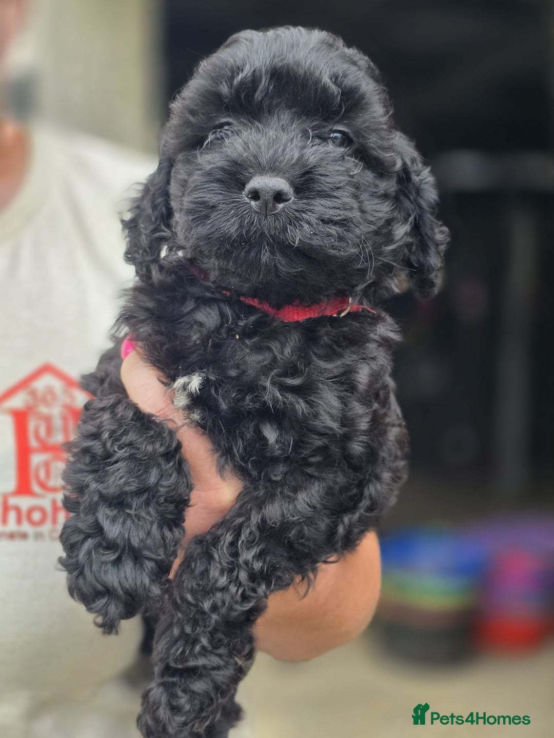 Cavapoo dogs for sale: Toy cavapoos  - Image 2