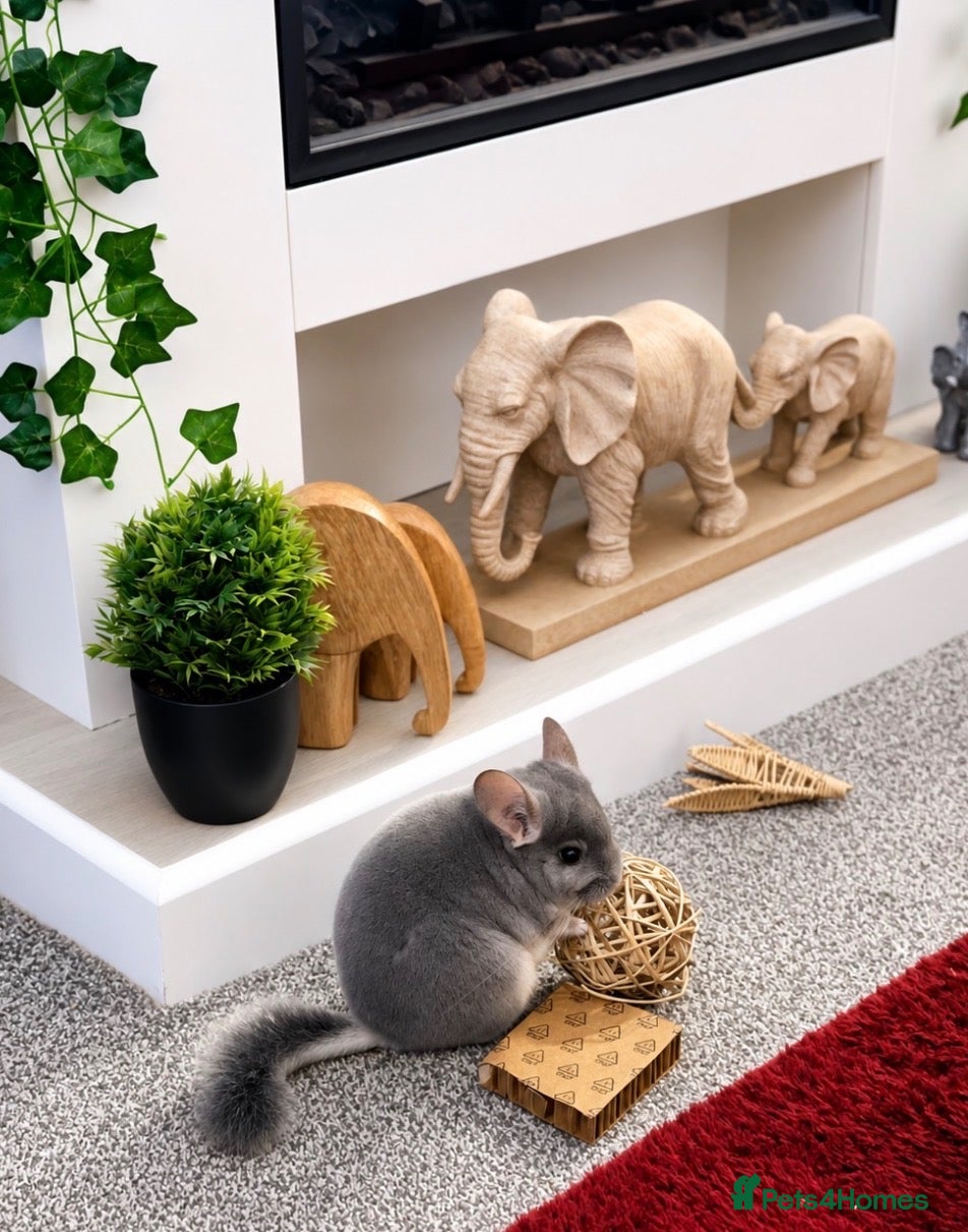 Chinchilla rodents Rare full stunning Violet Chinchilla 8 months old  - Advert 4