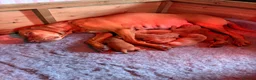 Hungarian Vizsla dogs for sale: KC registered Hungarian Vizsla puppies.  in Mansfield - Advert 2