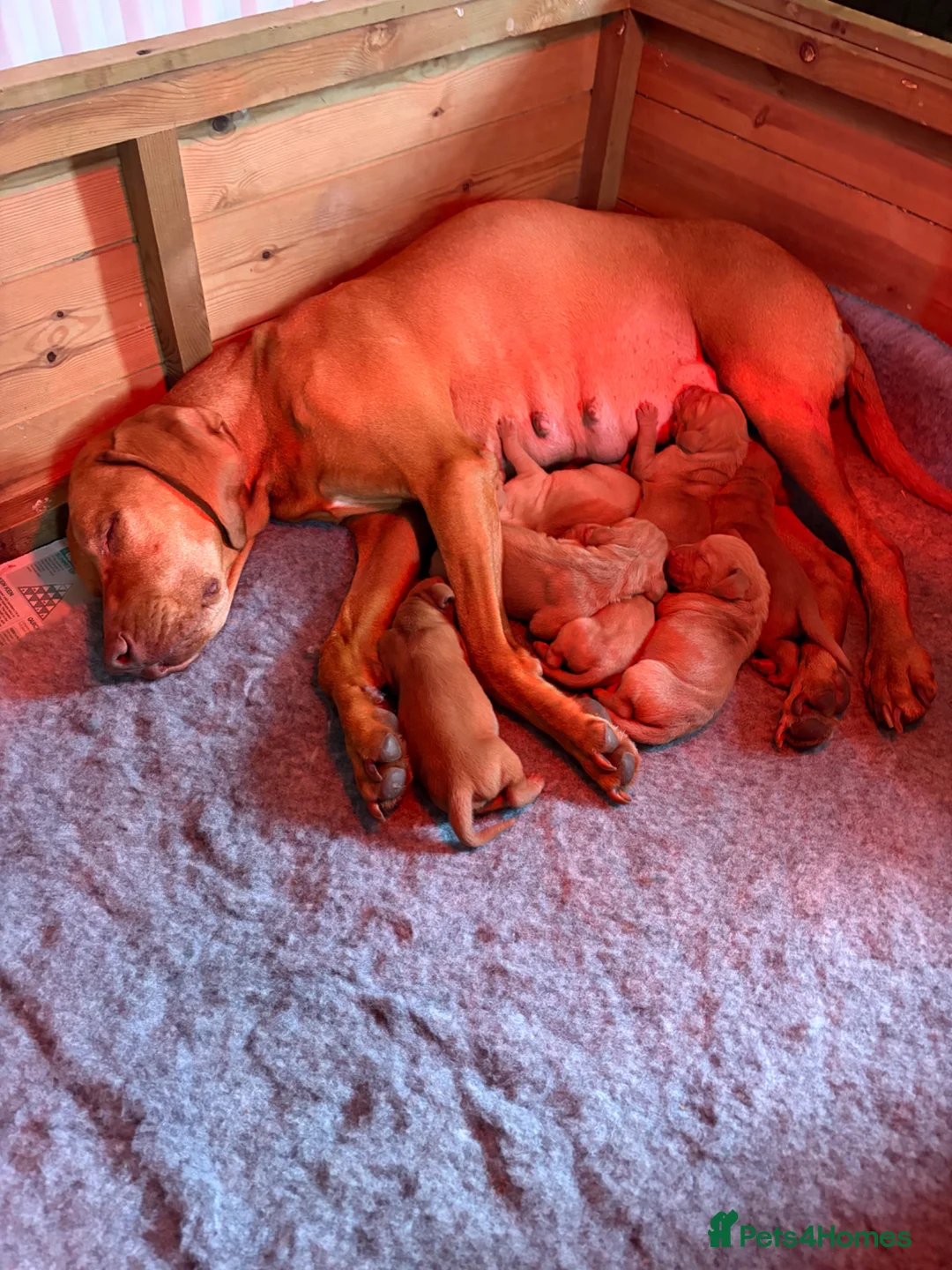 Hungarian Vizsla dogs for sale: KC registered Hungarian Vizsla puppies.  in Mansfield - Advert 2