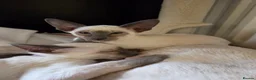 Siamese cats for sale: Siamese Seal Tabby Point kitten  - Advert 8