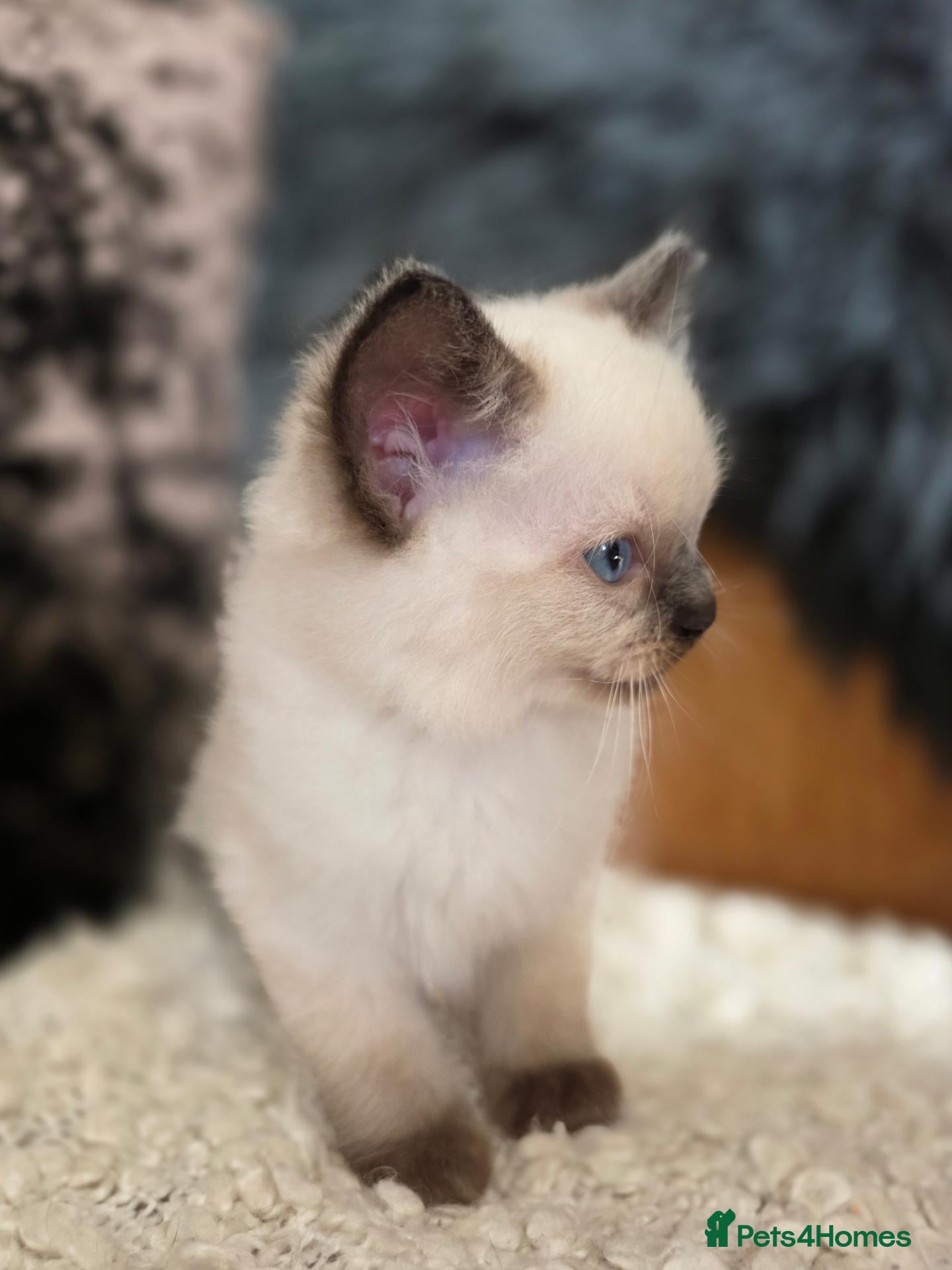 Ragdoll cats Beautiful Ragdoll Kittens - Advert 2