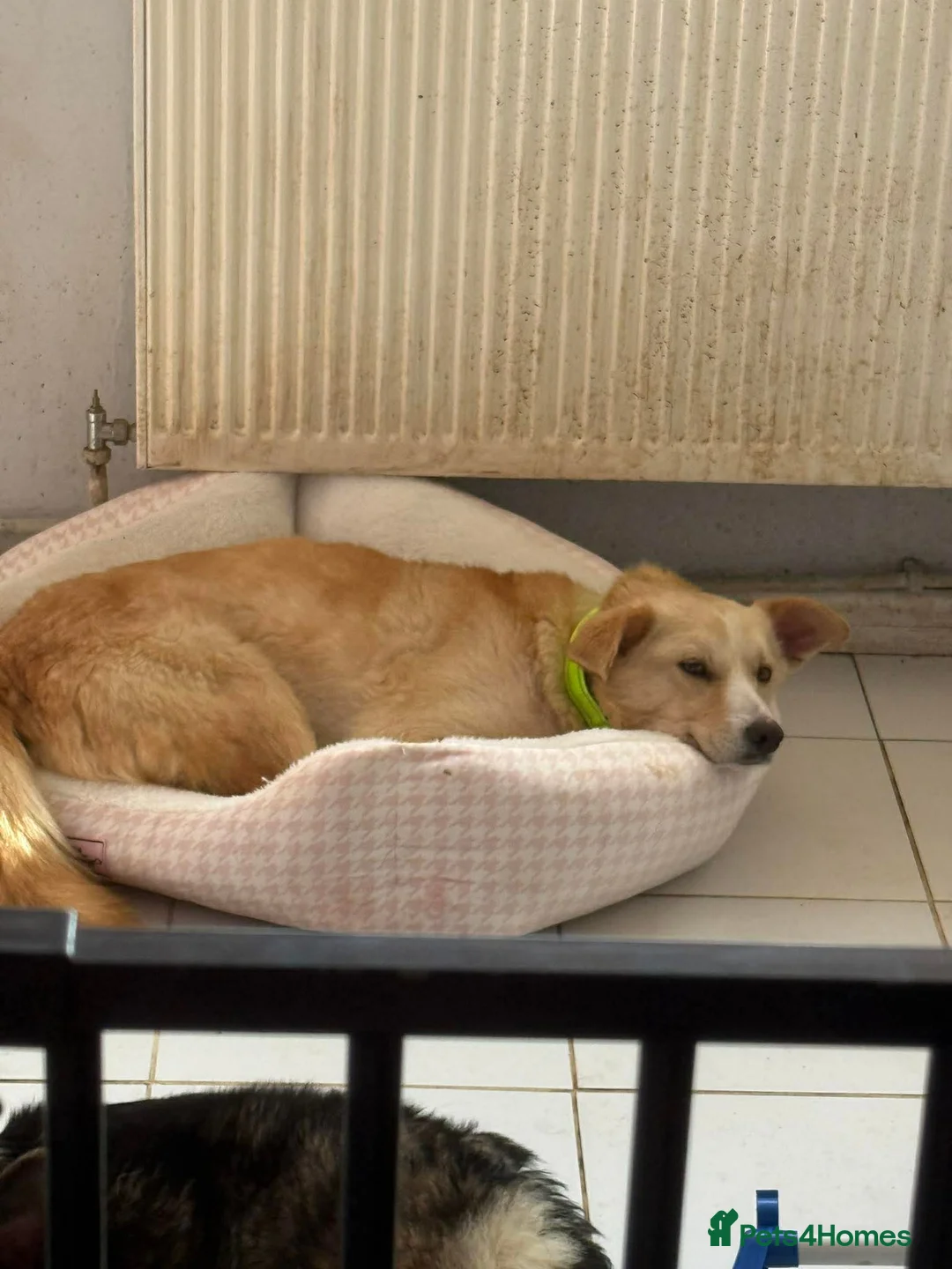 Mixed Breed dogs for adoption: Gorgeous George - Advert 2