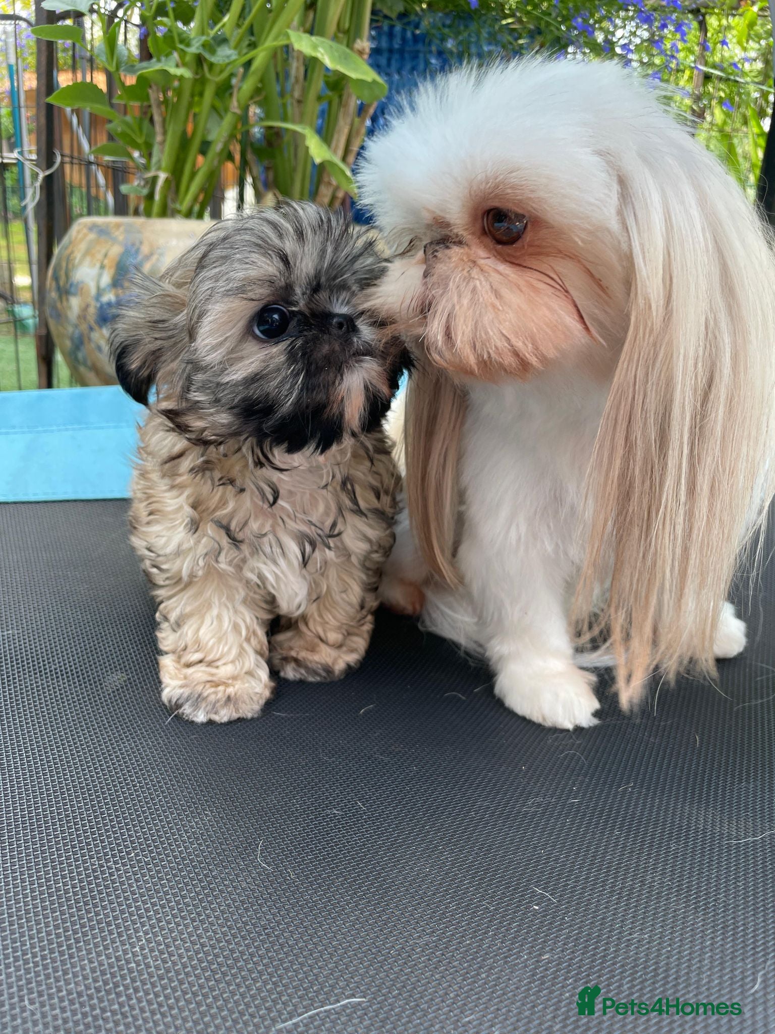 Shih Tzu dogs Beautiful Karashishi Shihtzus  - Advert 2