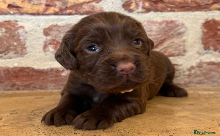 Cocker Spaniel dogs - Advert 1
