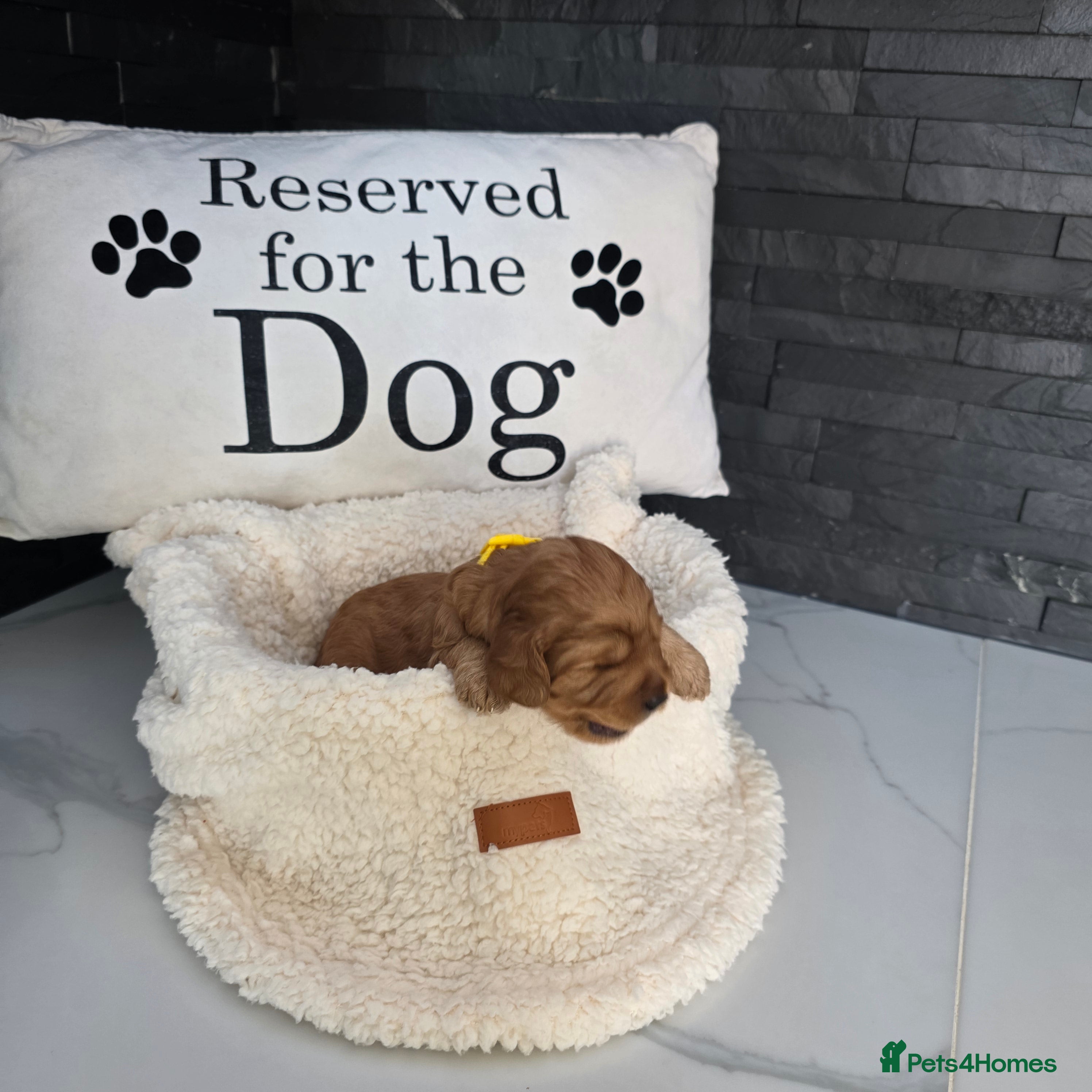 Cockapoo dogs for sale: Adorable f2 cockapoo  in Swadlincote - Advert 2