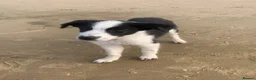 Border Collie dogs for sale: Beloved Border Collie  - Advert 7