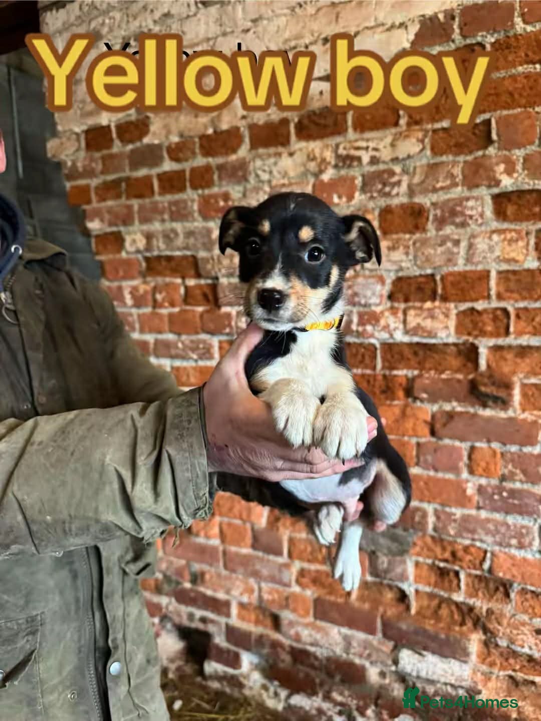 Mixed Breed dogs for sale: Collie pups for sale, ready now  - Advert 15