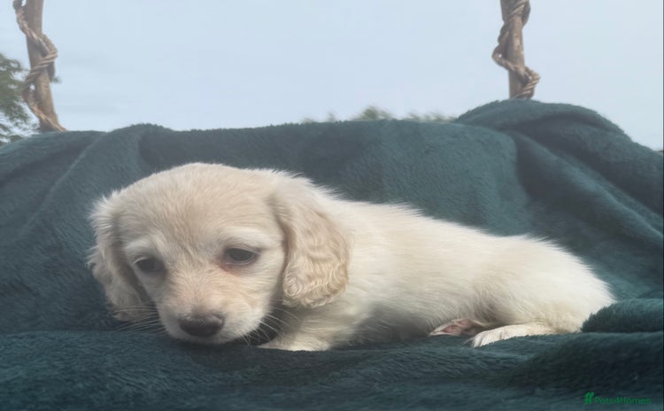 Miniature Dachshund dogs - Advert 1