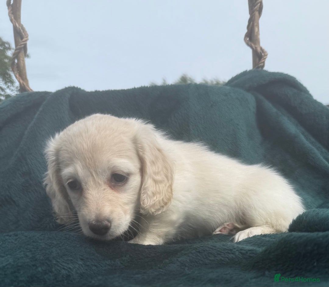 Miniature Dachshund dogs for sale: Cream miniature  - Image 1