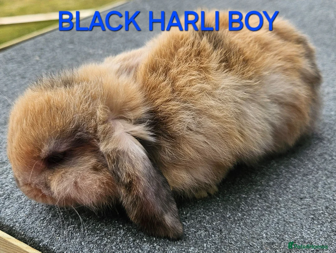 Mini Lop rabbits for sale: Mini lop babies 2 boys left - Advert 1