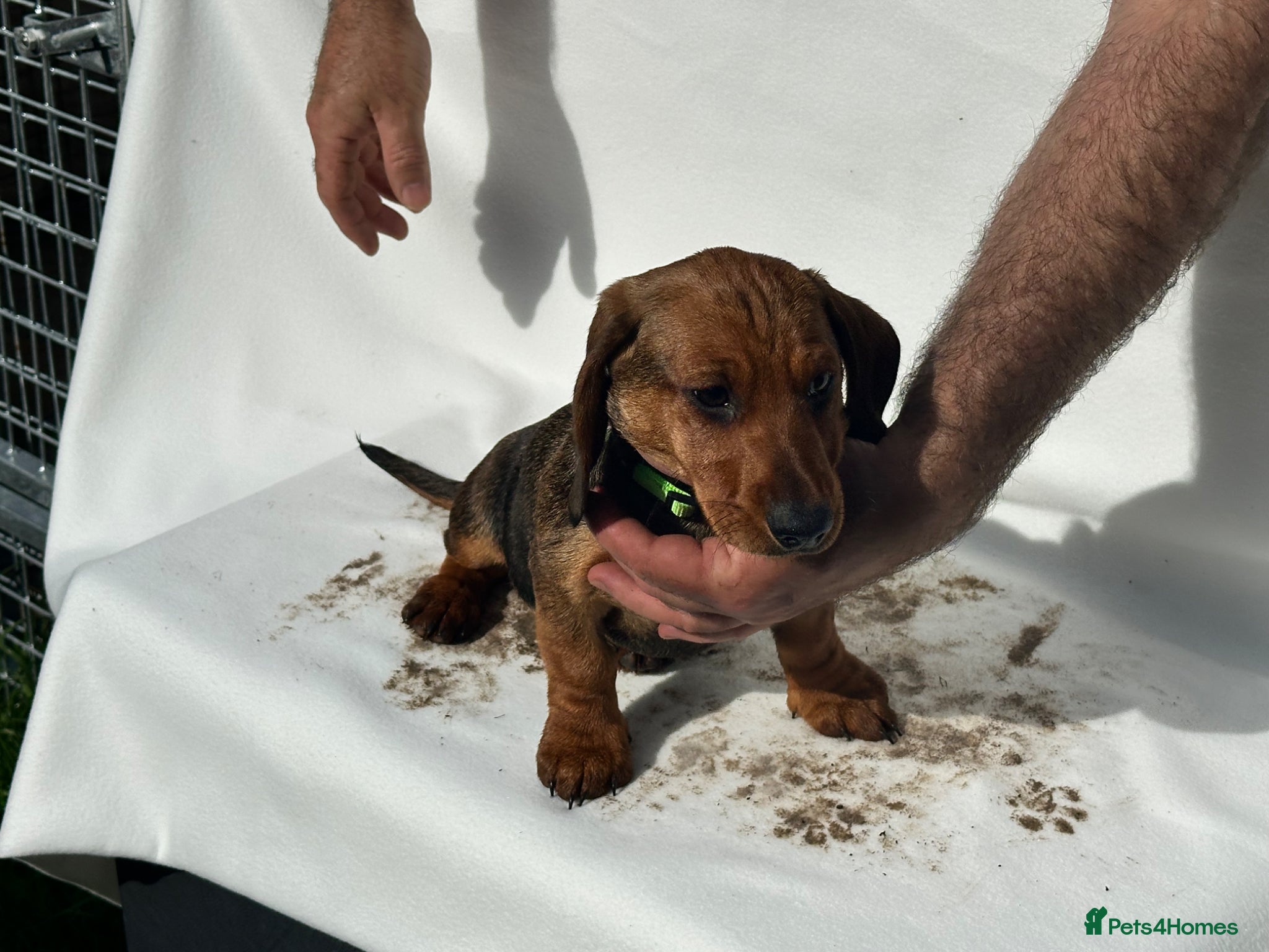 Dachshund dogs Wire haired dachshunds - Advert 2