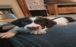 English Springer Spaniel dogs for sale: English Springer Spaniel Puppies - Image 10